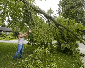 A man wearing safety headphones uses a chainsaw to cut a large fallen tree