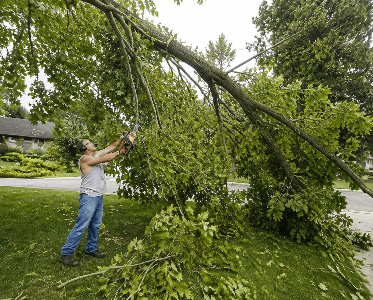 A man wearing safety headphones uses a chainsaw to cut a large fallen tree